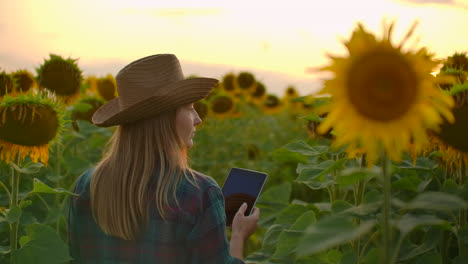 A-female-walks-across-the-field-with-big-yellow-sunflowers-and-examines-them.-She-writes-their-characteristics-to-ipad.